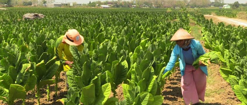 Diseminasi Reformasi Tata Kelola DBHCHT untuk Pembangunan Daerah dan Kesejahteraan Masyarakat